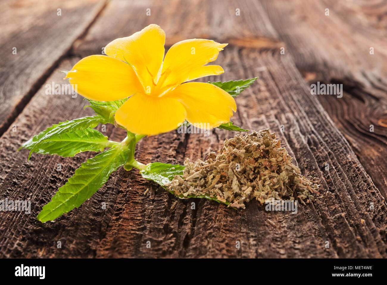 Damiana, turnera diffusa flower on brown wooden table. Medicinical herbs. Stock Photo