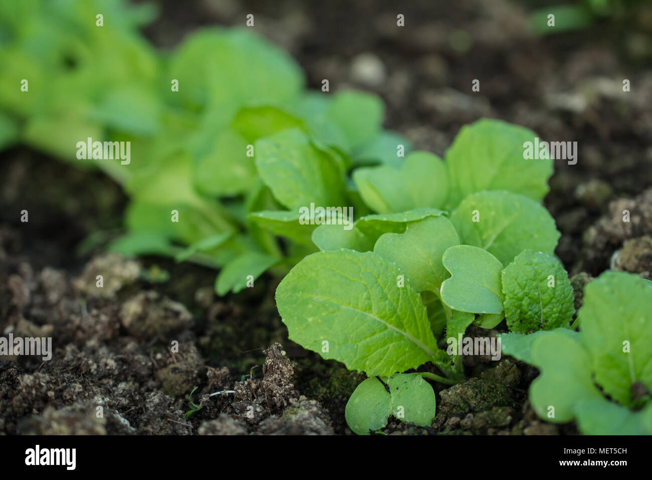 salad seedlings in fertile soil Stock Photo