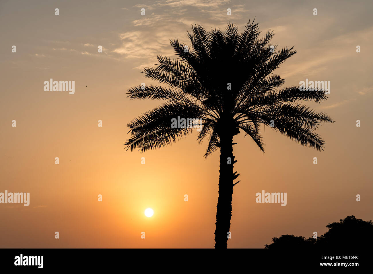 View of a Dubai sunset in the background of palm tree Stock Photo