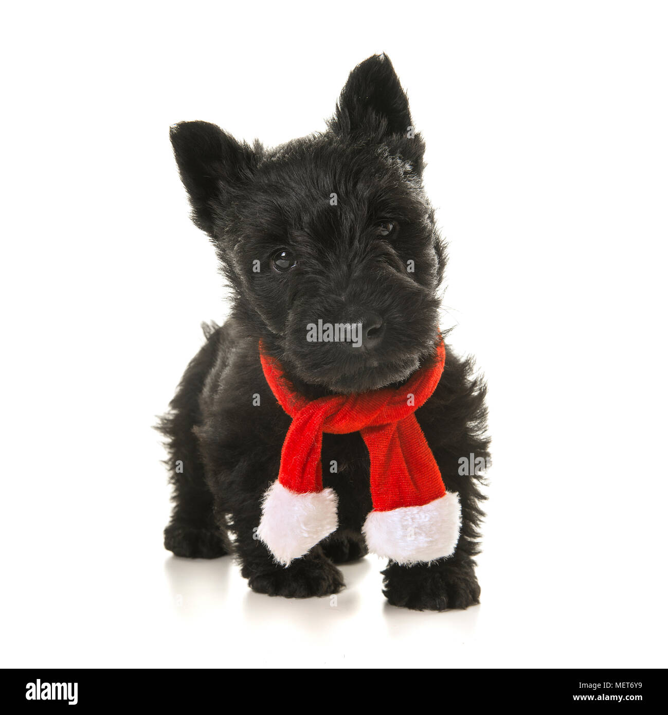 Cute black scottish terrier puppy walking towards the camera wearing a red and white christmas scarf on a white background Stock Photo
