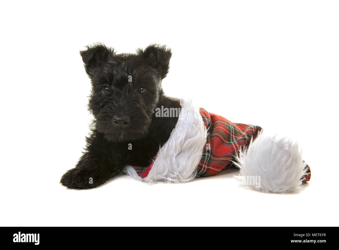 Cute black scottish terrier puppy in a tartan santa’s hat on a white background Stock Photo