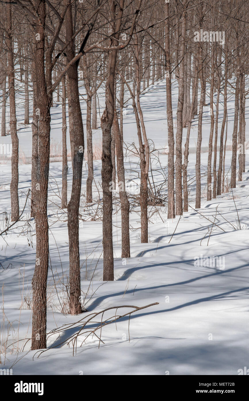 A stand of black walnut trees on a tree farm in New Hampshire (US). Stock Photo