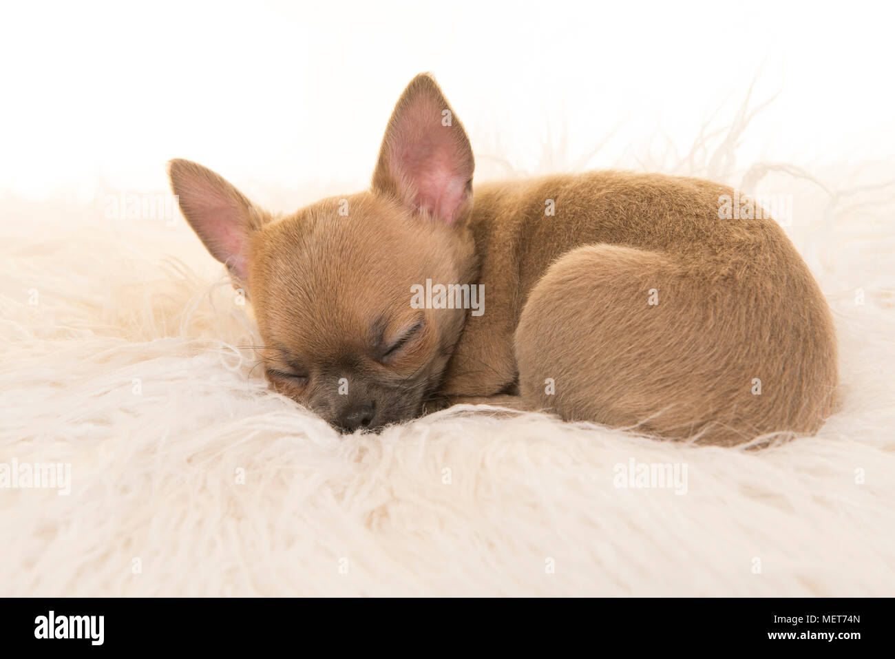 Chihuahua sleeping sale