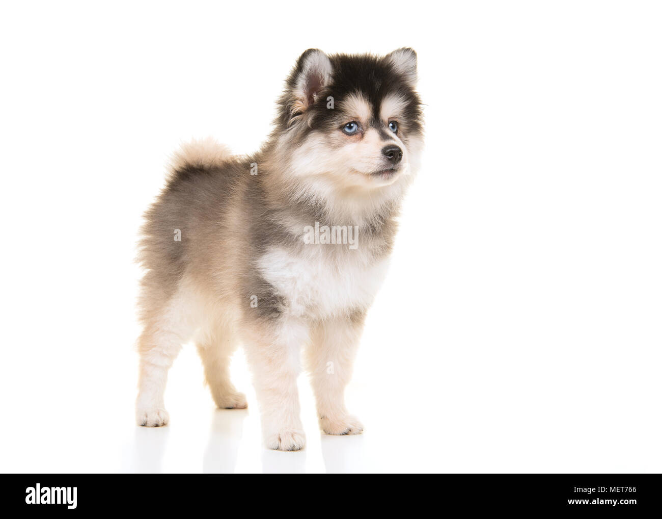 Mini husky hi-res stock photography and images - Alamy