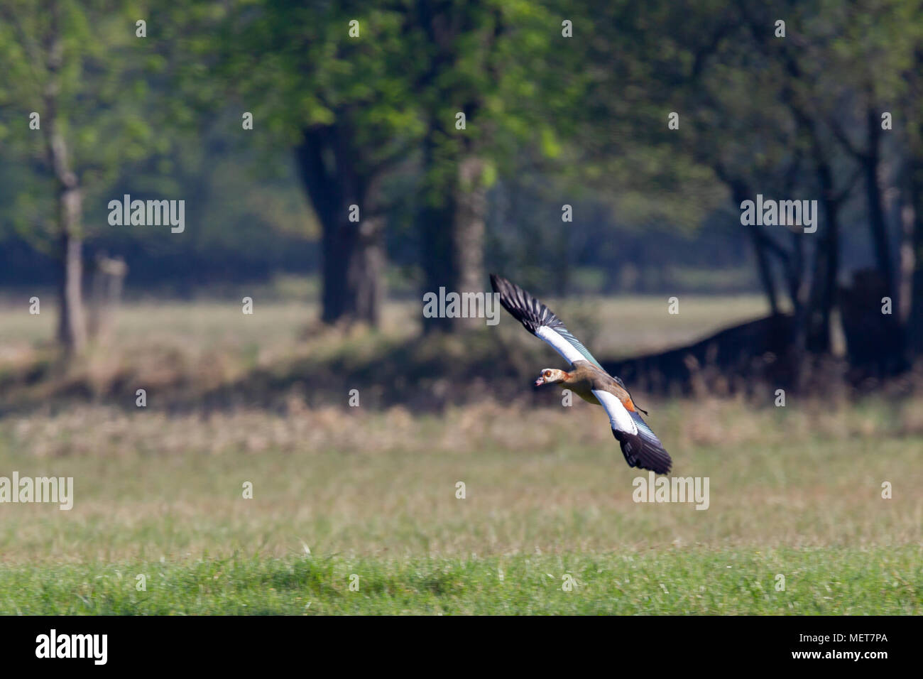 Egyptian goose (Alopochen aegyptiaca) in flight in the nature reserve Moenchbruch near Frankfurt, Germany. Stock Photo