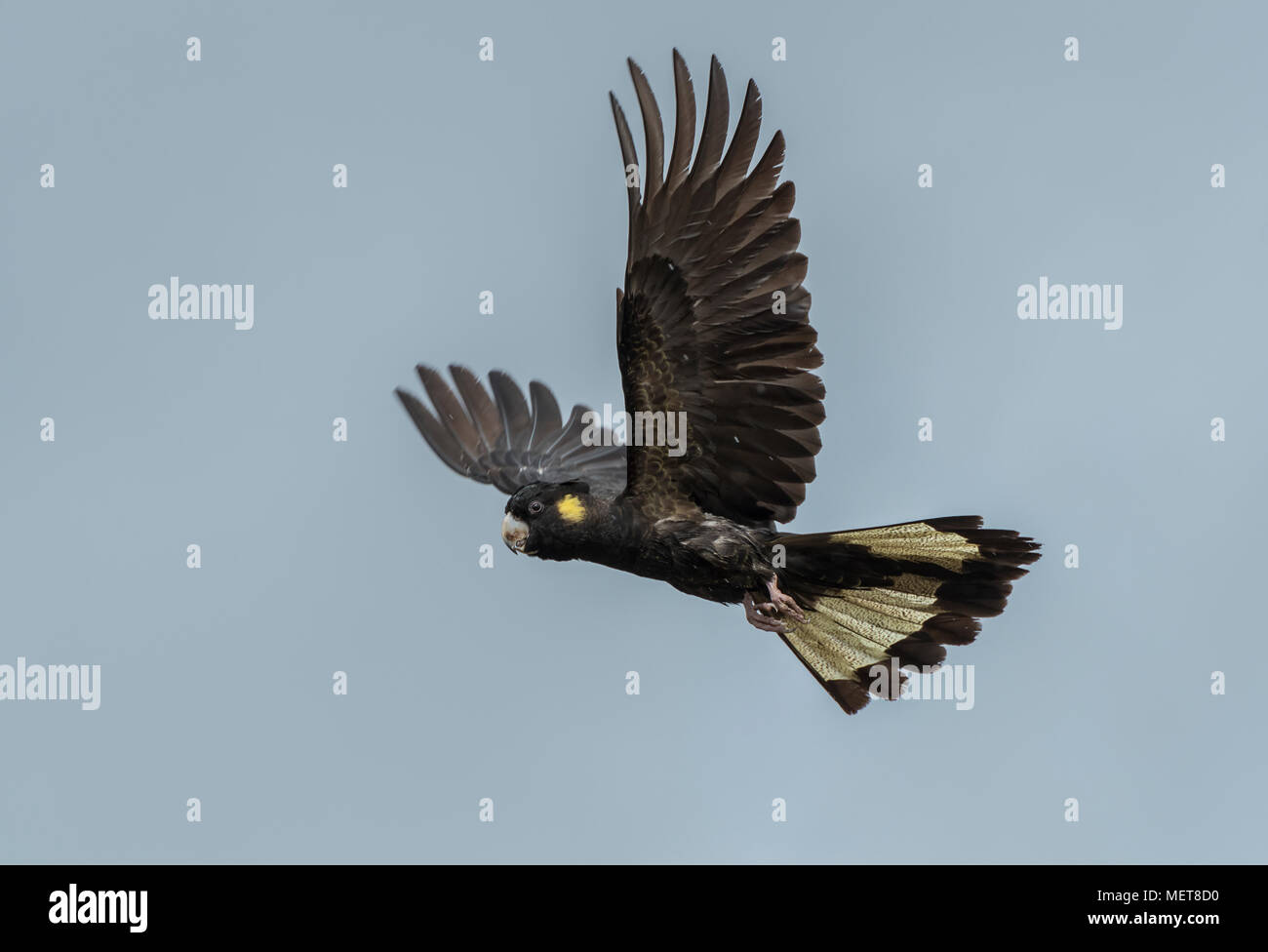 yellowed tailed black cockatoo in flight on a isolated blue background. Stock Photo