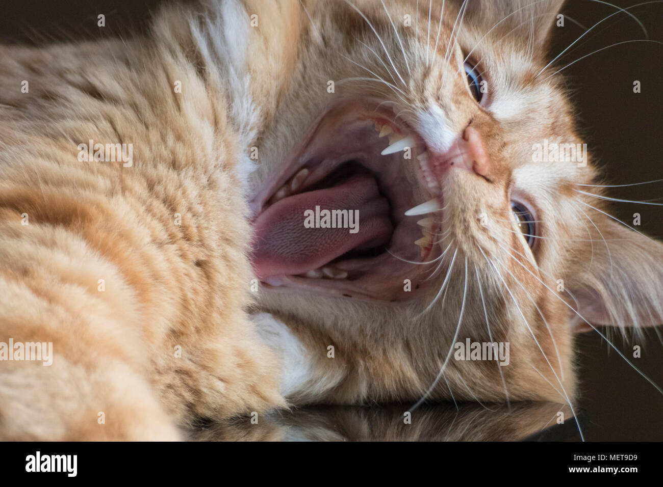 Photo of a domestic longhair cat yawning on a TV stand. Stock Photo