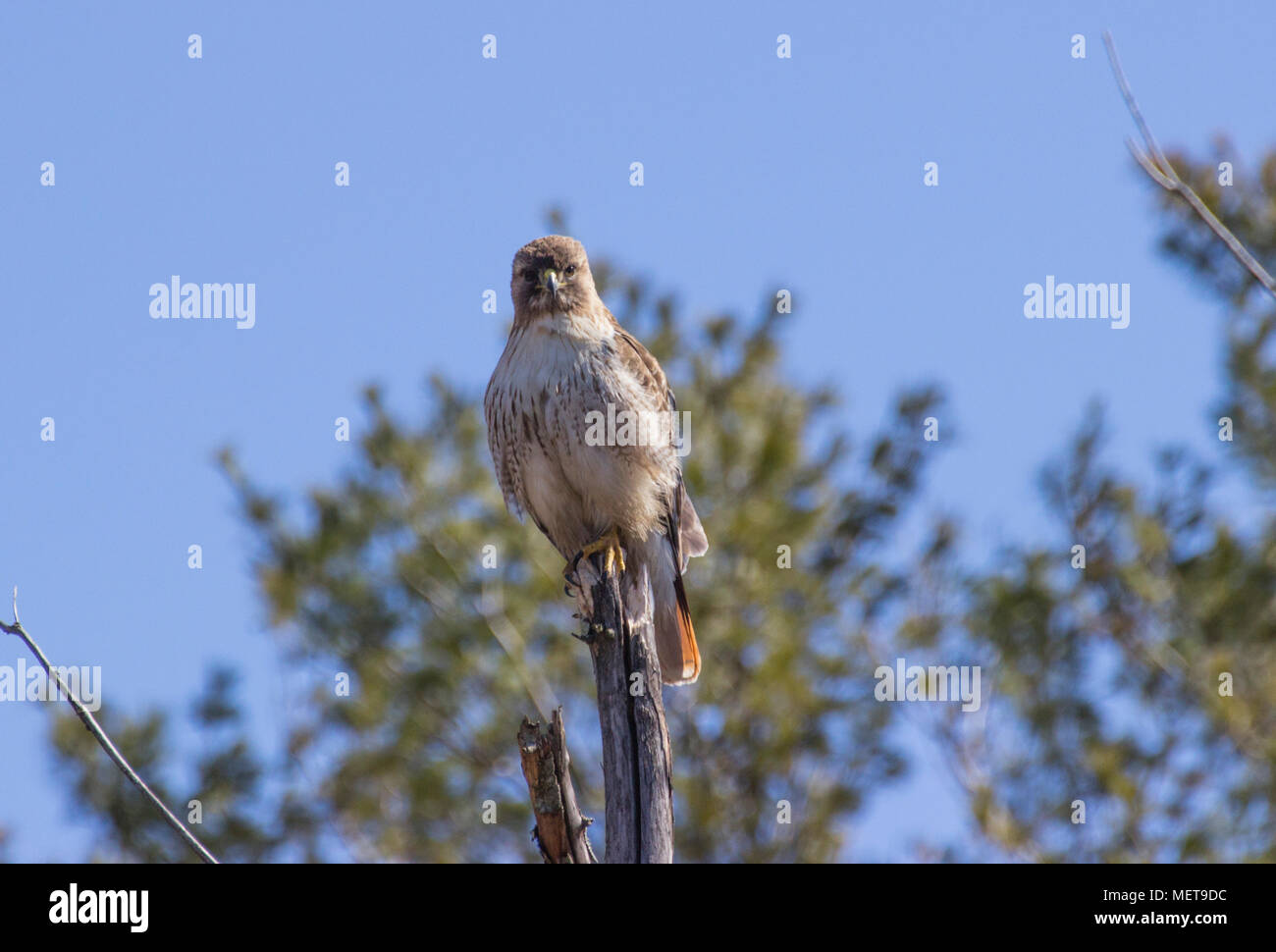 Portrait of a Red Tailed Hawk in Lincoln, Rhode Island Stock Photo - Alamy