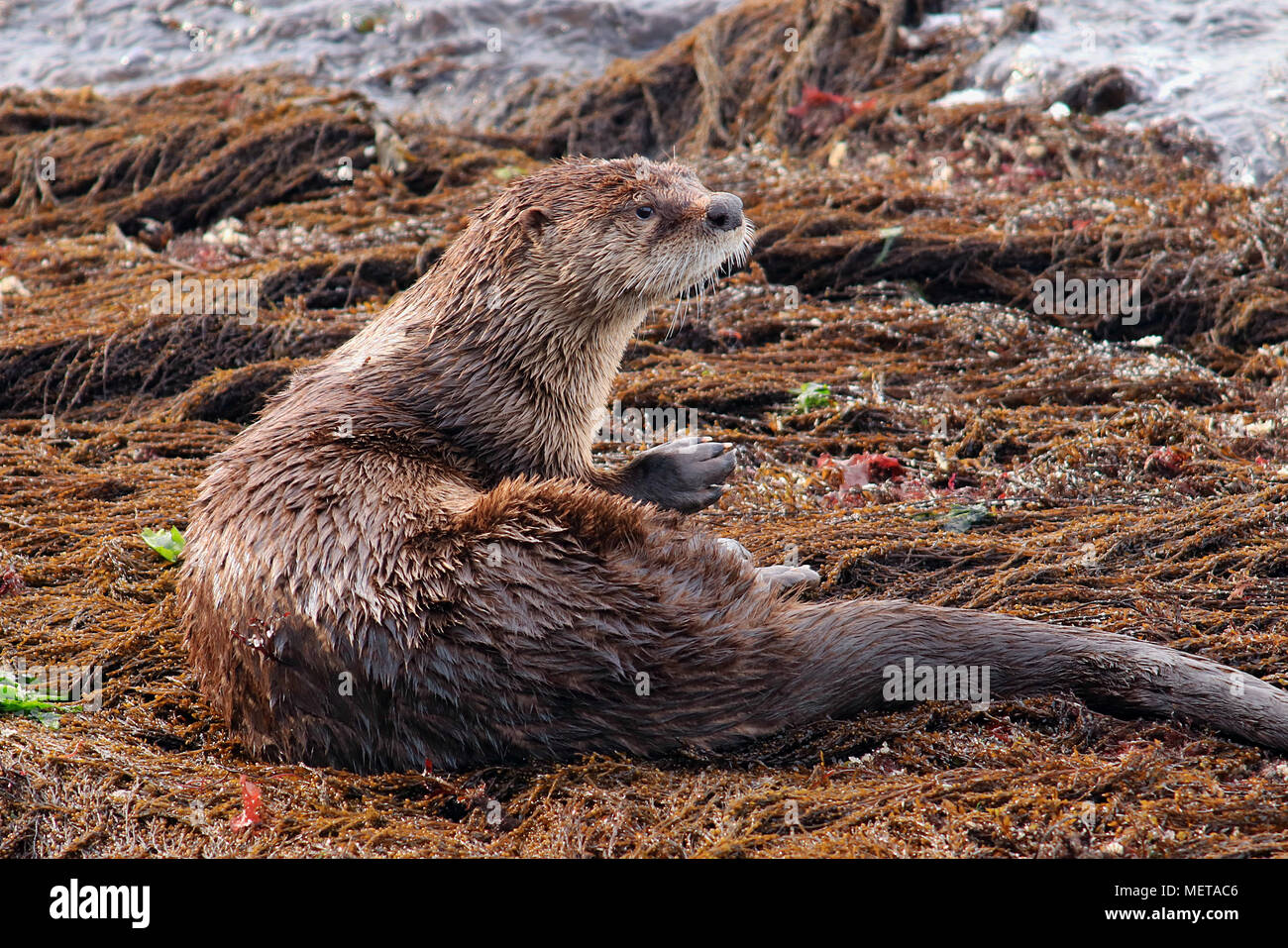 Wild River Otter (Lontra canadensis) sitting in kelp on a neach in Nanaimo on Vancouver Island on the Canadian West coast. Stock Photo