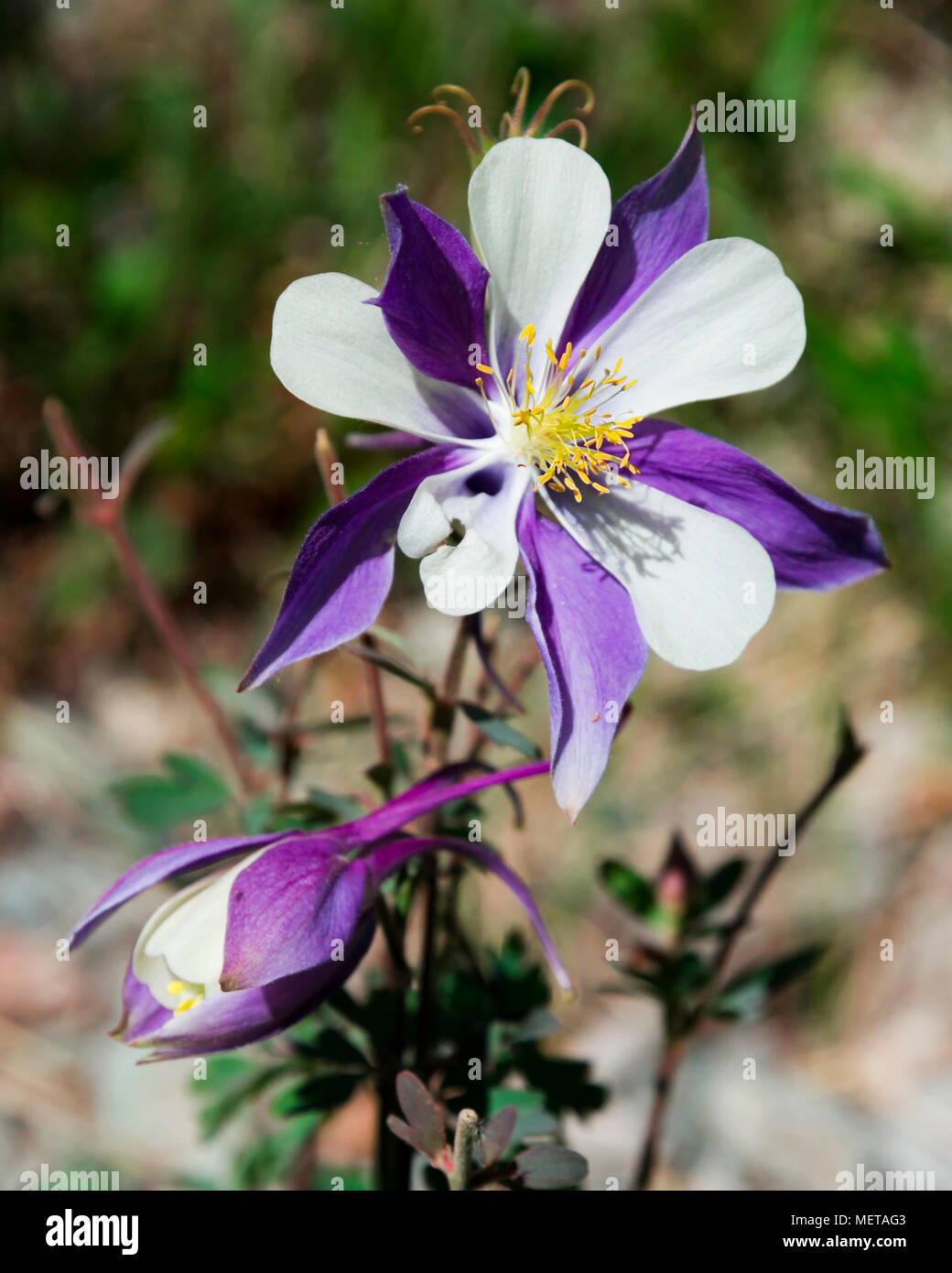 Columbine, Colorado's state flower. Stock Photo