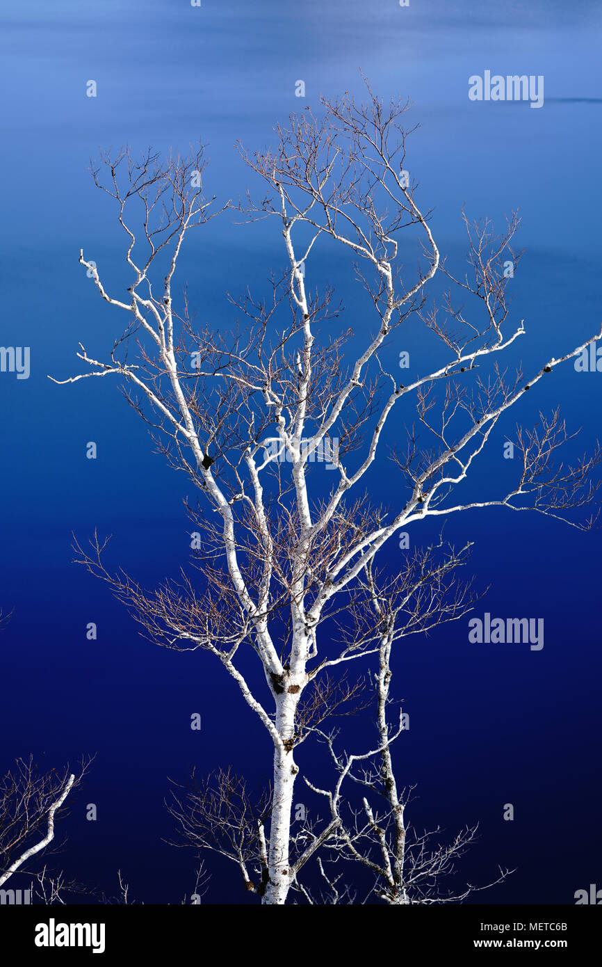 White Birch and Lake Stock Photo Alamy