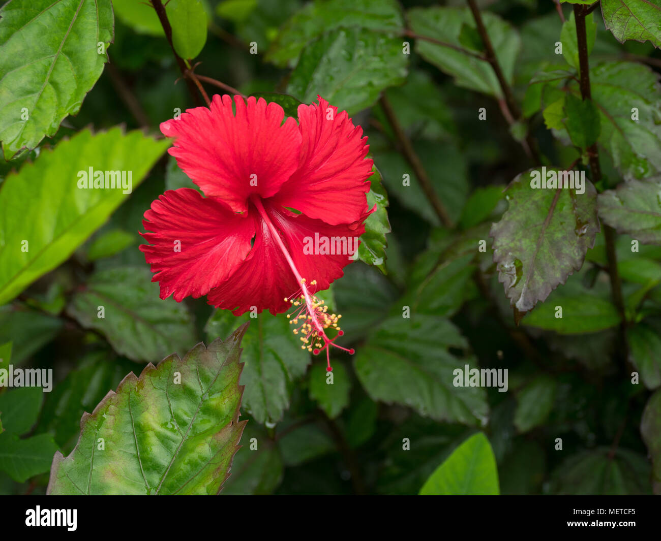 Hibiscus shrub tree hi-res stock photography and images - Alamy