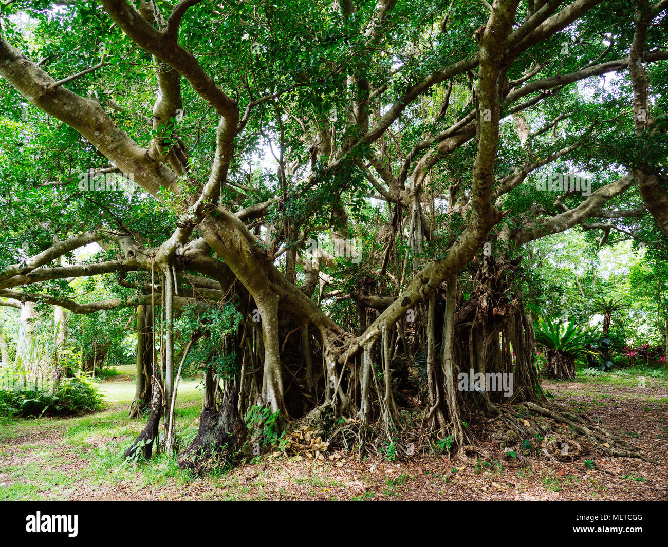 Ficus retusa Stock Photo
