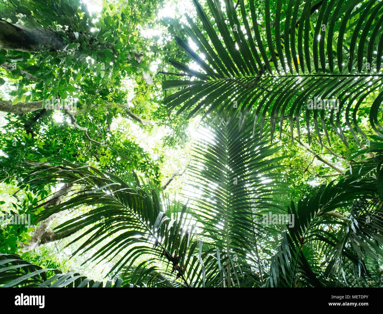 Jungle research hi-res stock photography and images - Alamy
