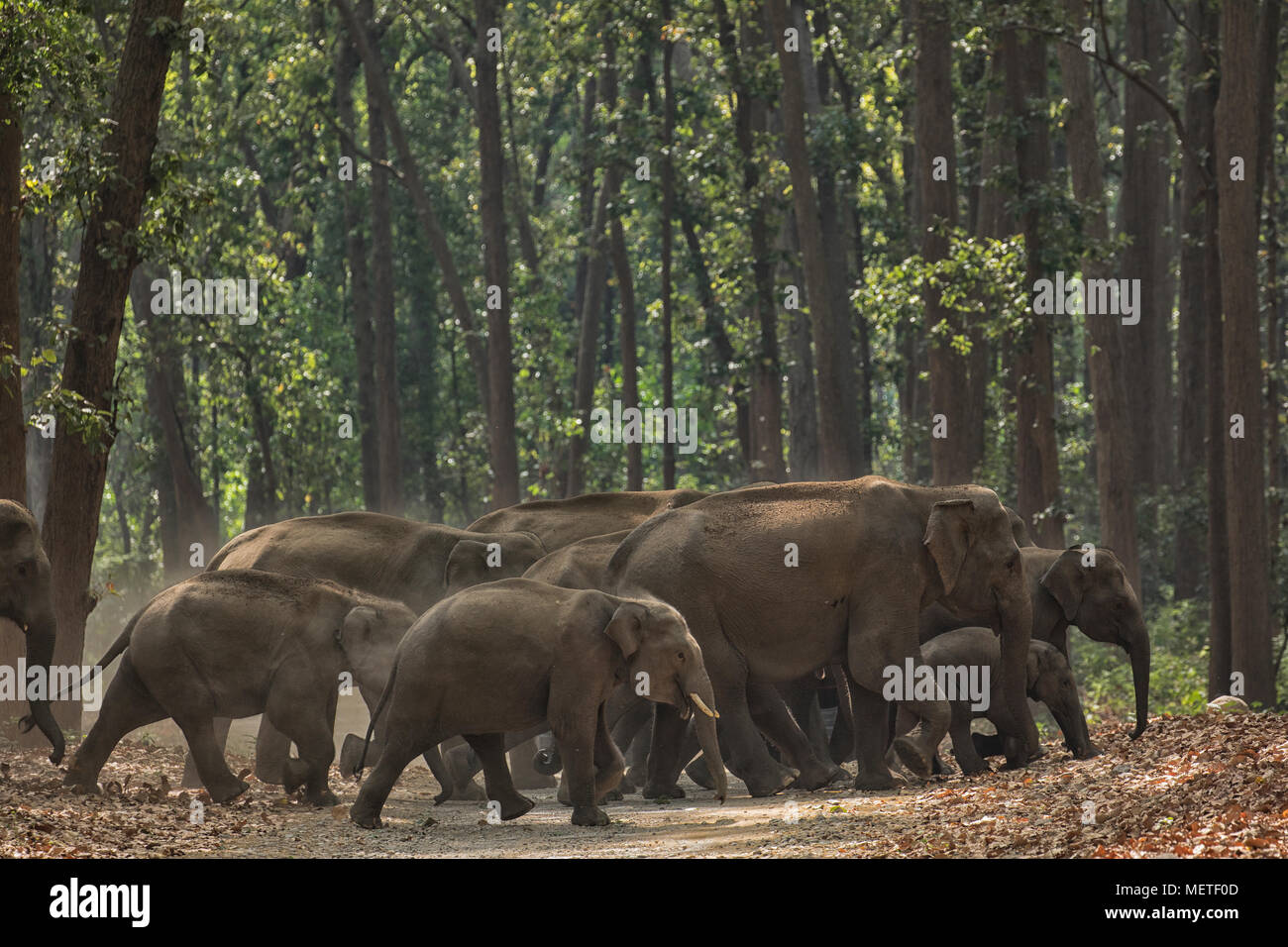 Asian Elephant herd crossing forest road in Corbett Stock Photo