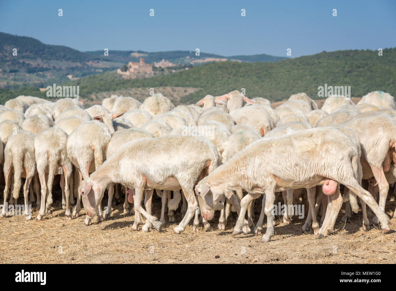 Herd of sheep in a dried field in summer, Italy Stock Photo