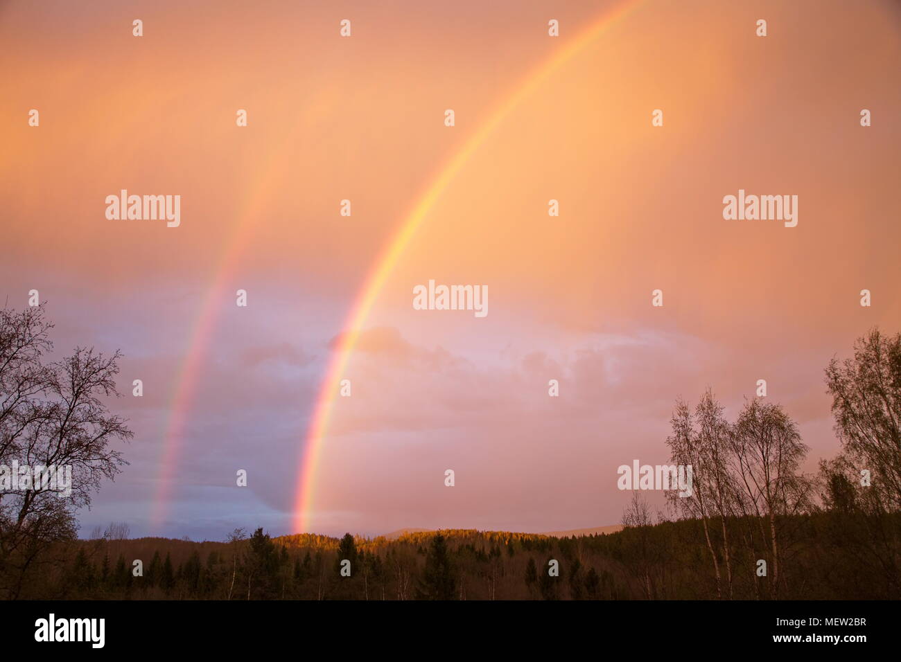 Double rainbow in front of a pink sky at sunset in spring Stock Photo ...
