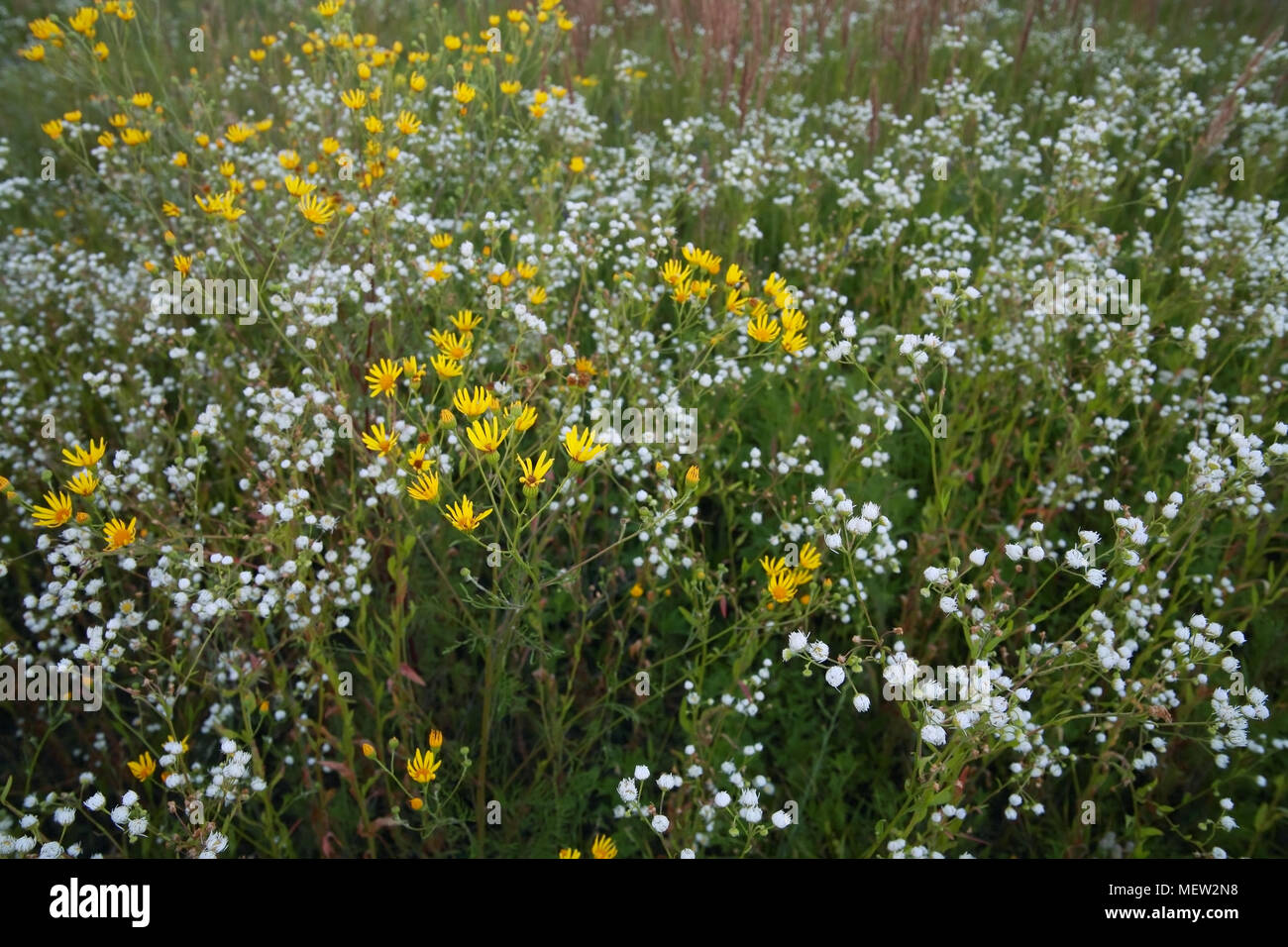Beautiful wildflowers hi-res stock photography and images - Alamy