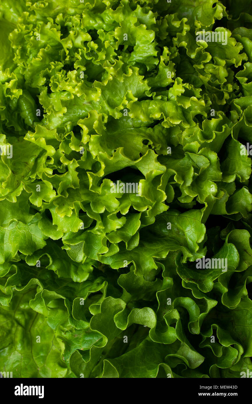Curly green lettuce Stock Photo - Alamy