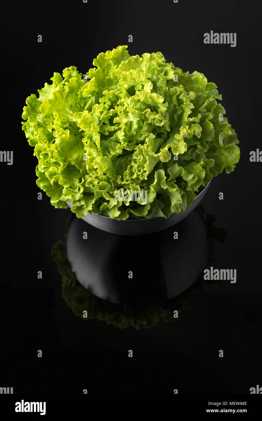 Curly green lettuce Stock Photo - Alamy
