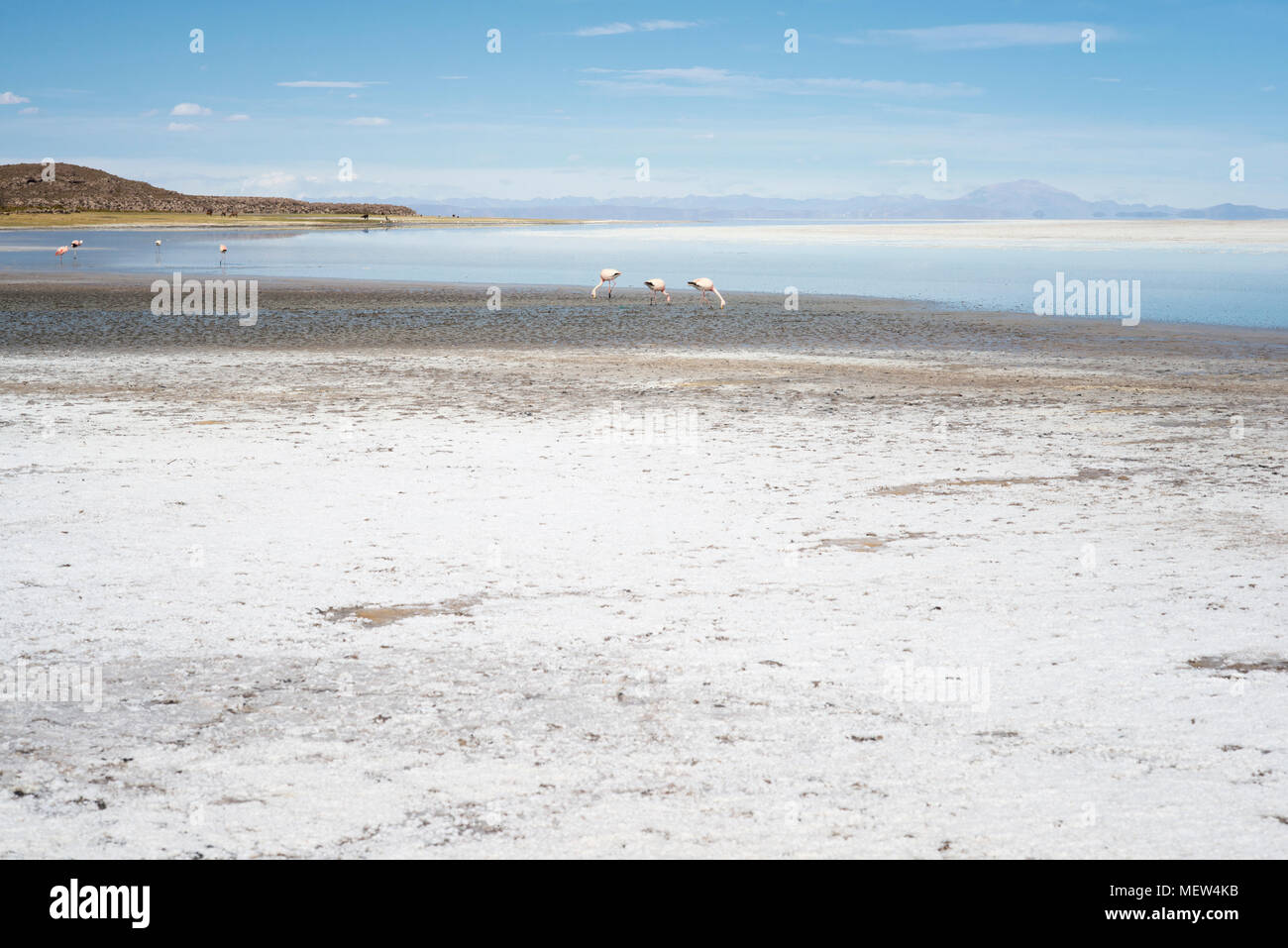 Pink Flamingos In Salty Shallow Lagoon, Salar De Uyuni, Bolivia Stock