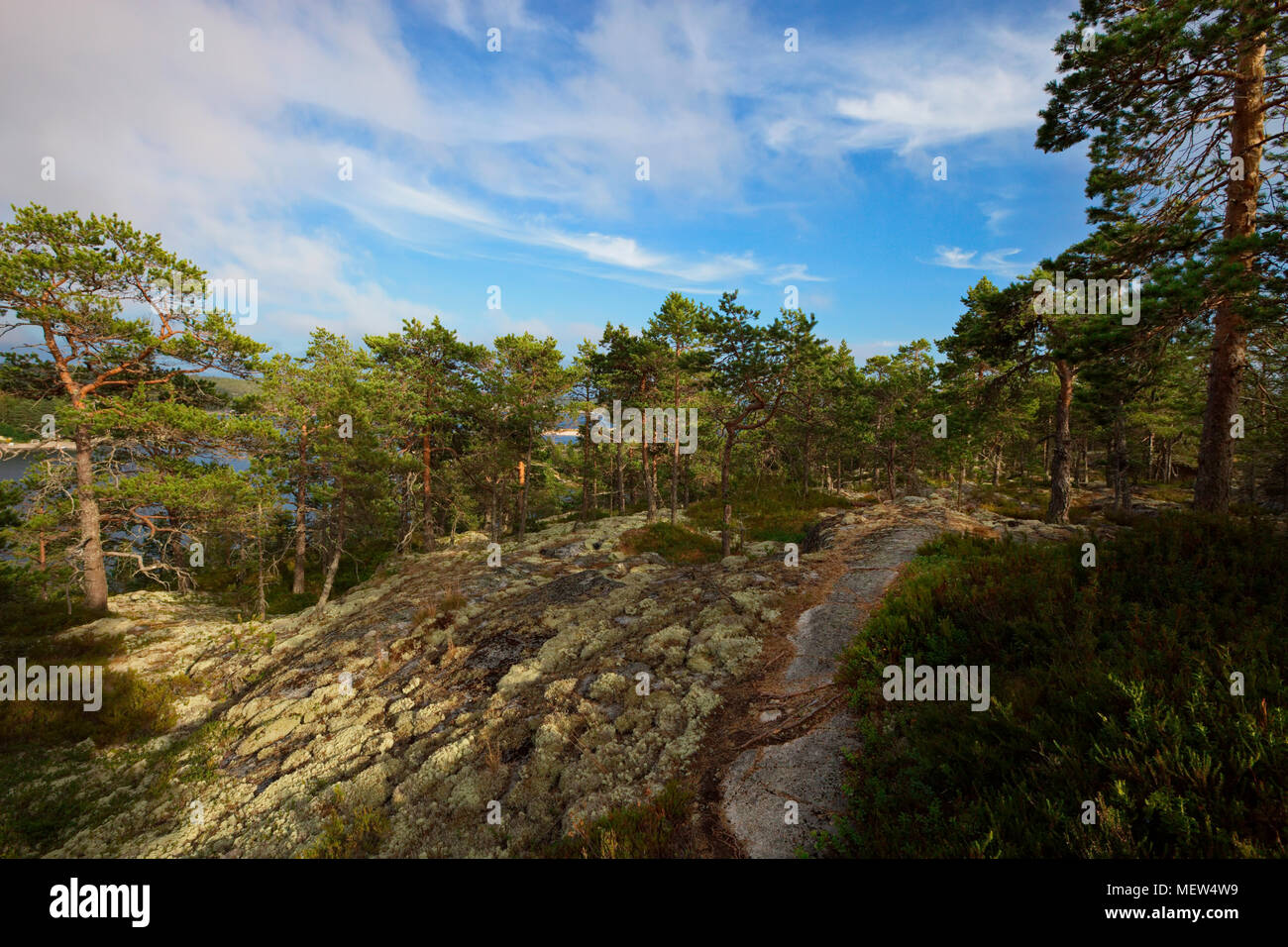 Coastal pine forest hi-res stock photography and images - Alamy