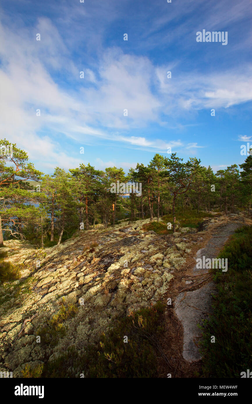 A forest path is leading over rocky ground through coastal pine forest in Sweden Stock Photo