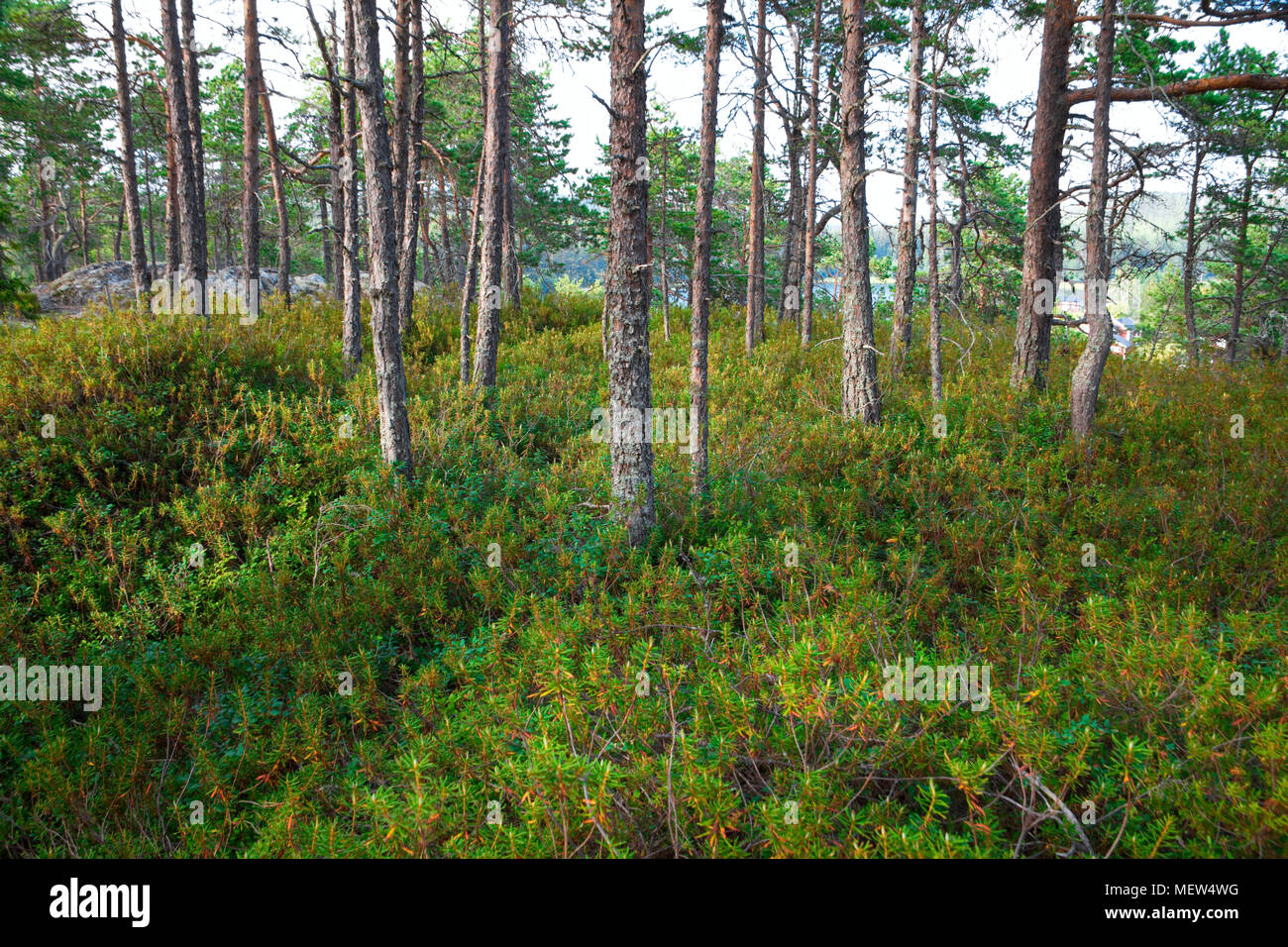 A forest path is leading over rocky ground through coastal pine forest in Sweden Stock Photo