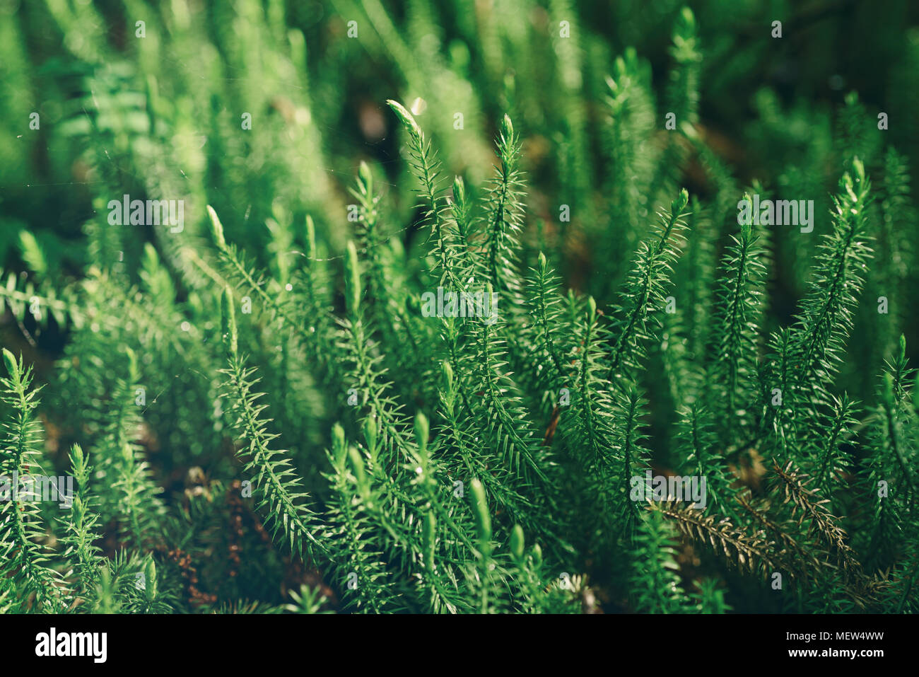 Green moss background Stock Photo - Alamy