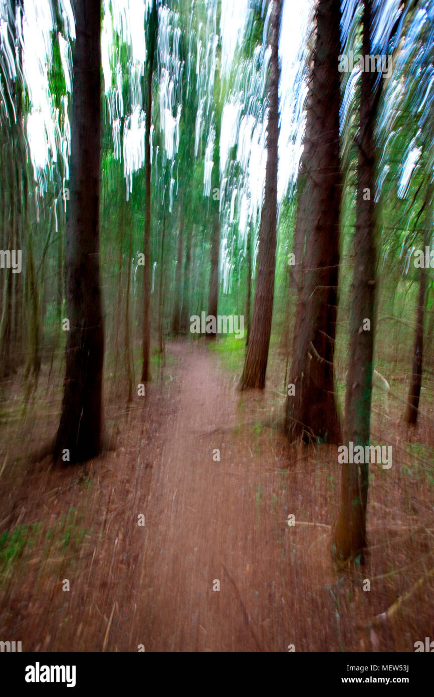 Forest path leading through a softwood forest Stock Photo