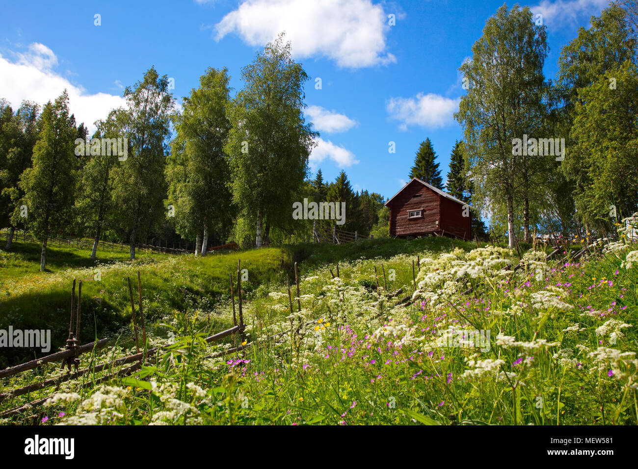 A traditional wooden farm building is standing in a flowering meadow on a sunny summer day in Sweden Stock Photo