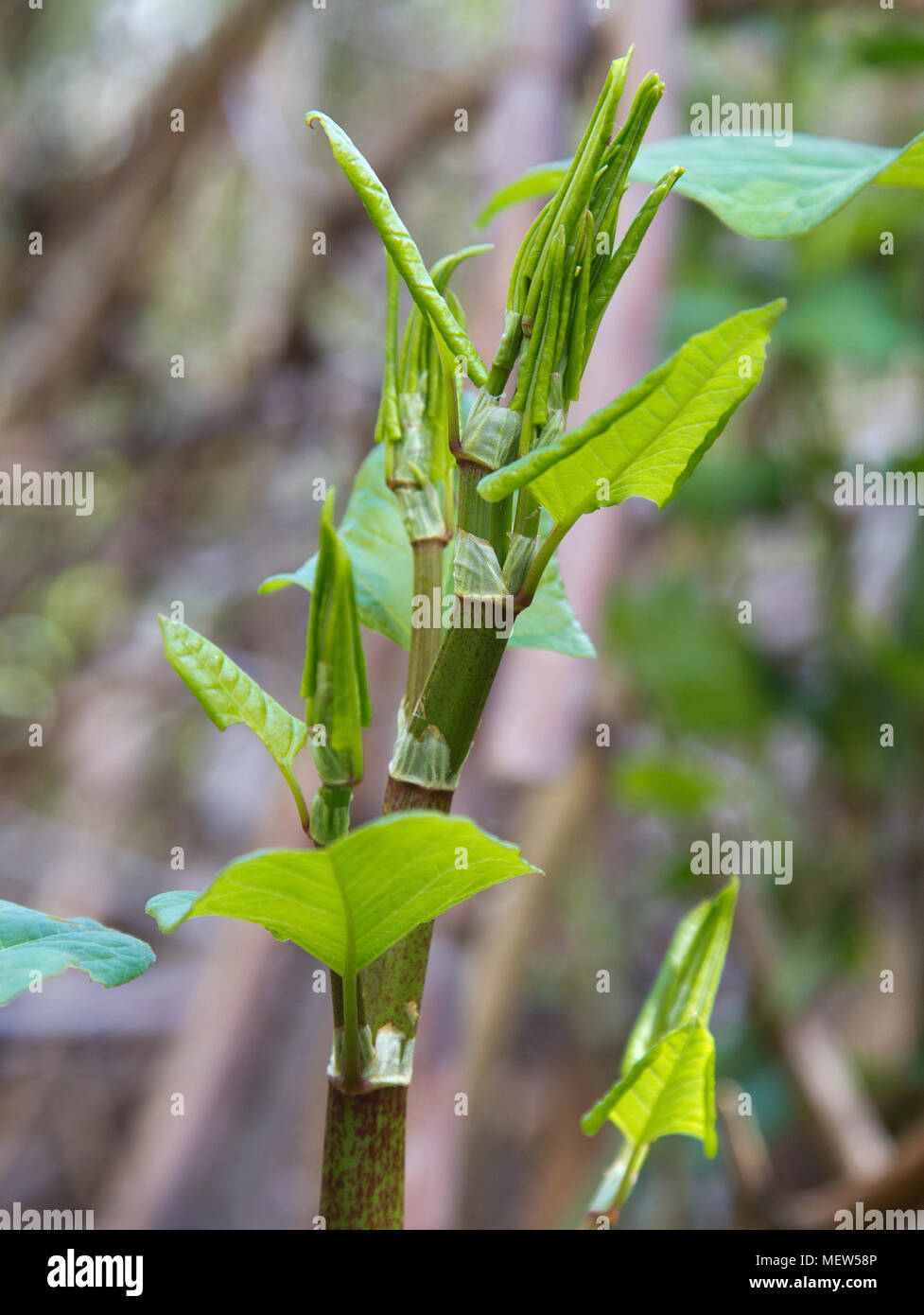 young Japanese knotweed growing in suburban garden in the UK Stock Photo