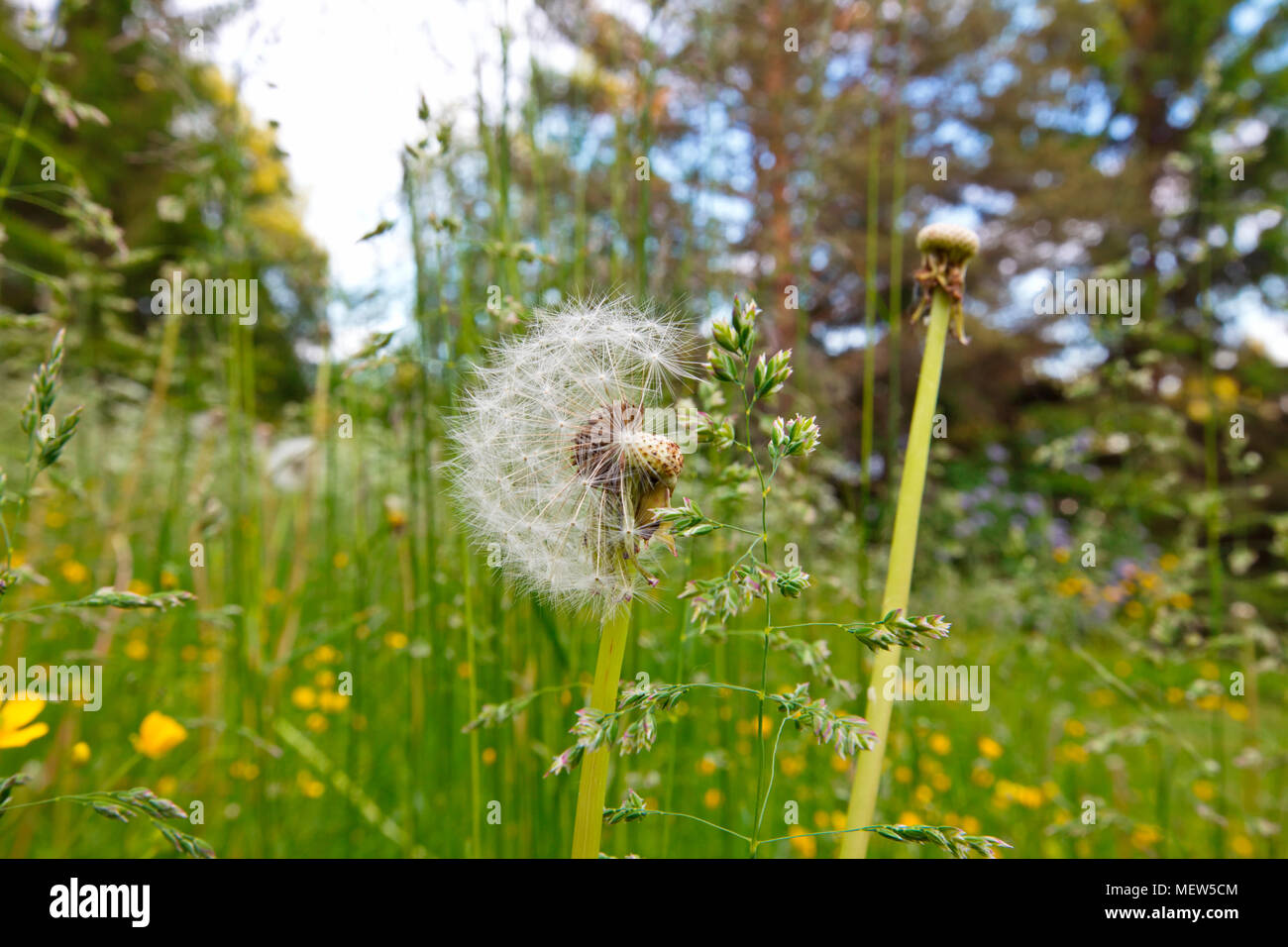 Close up of a dandelion blow ball in a meadow Stock Photo