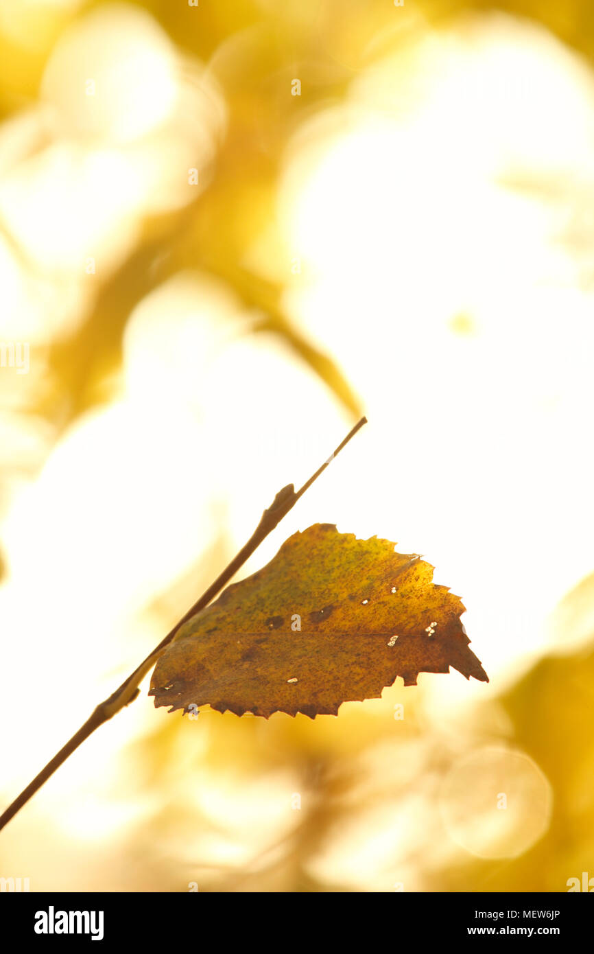 An autumn colored birch leaf is lit by the morning sun. Stock Photo