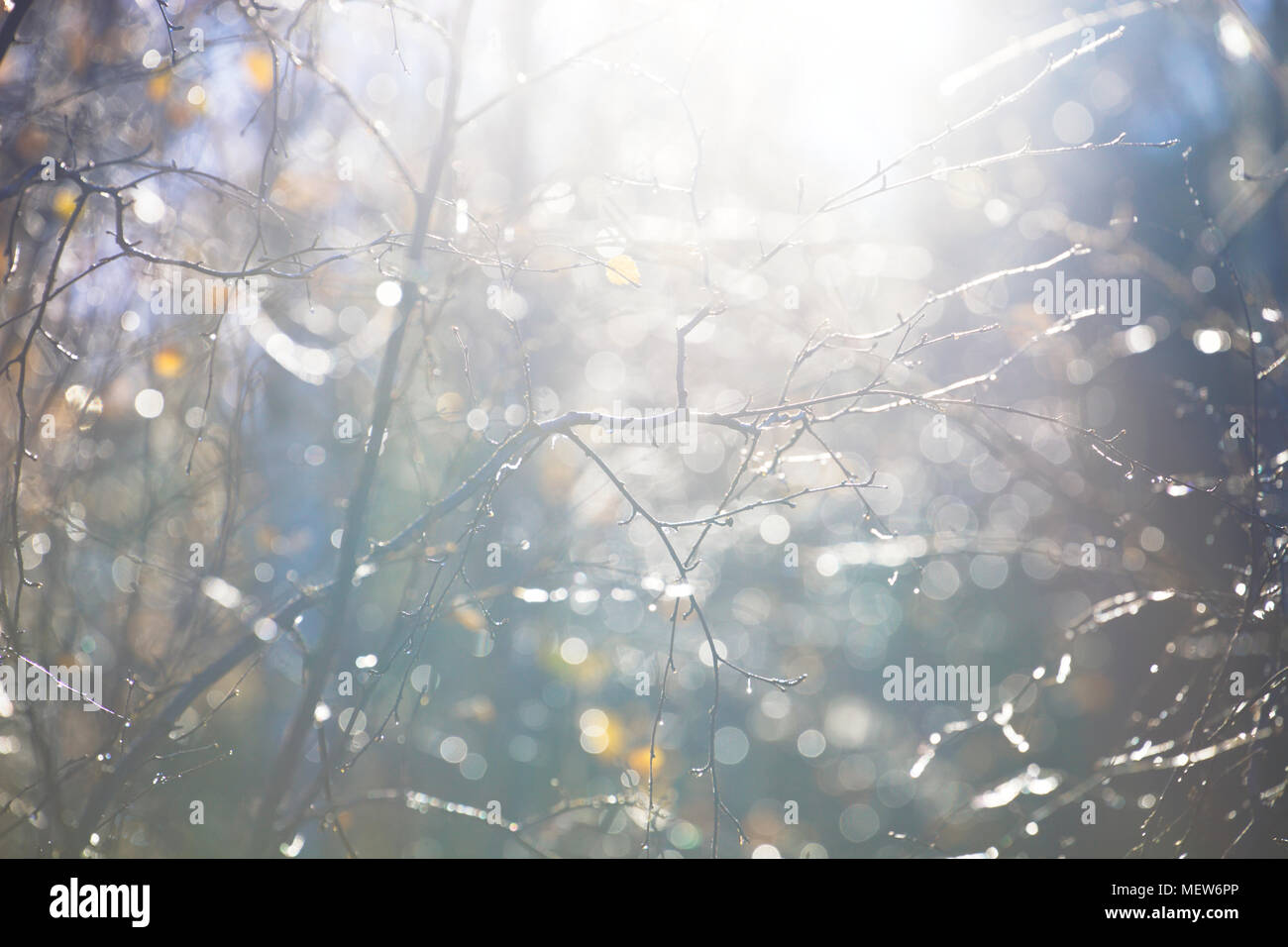 Frozen dew is glazing the bare twigs of a deciduous tree on a cold autumn morning. Stock Photo