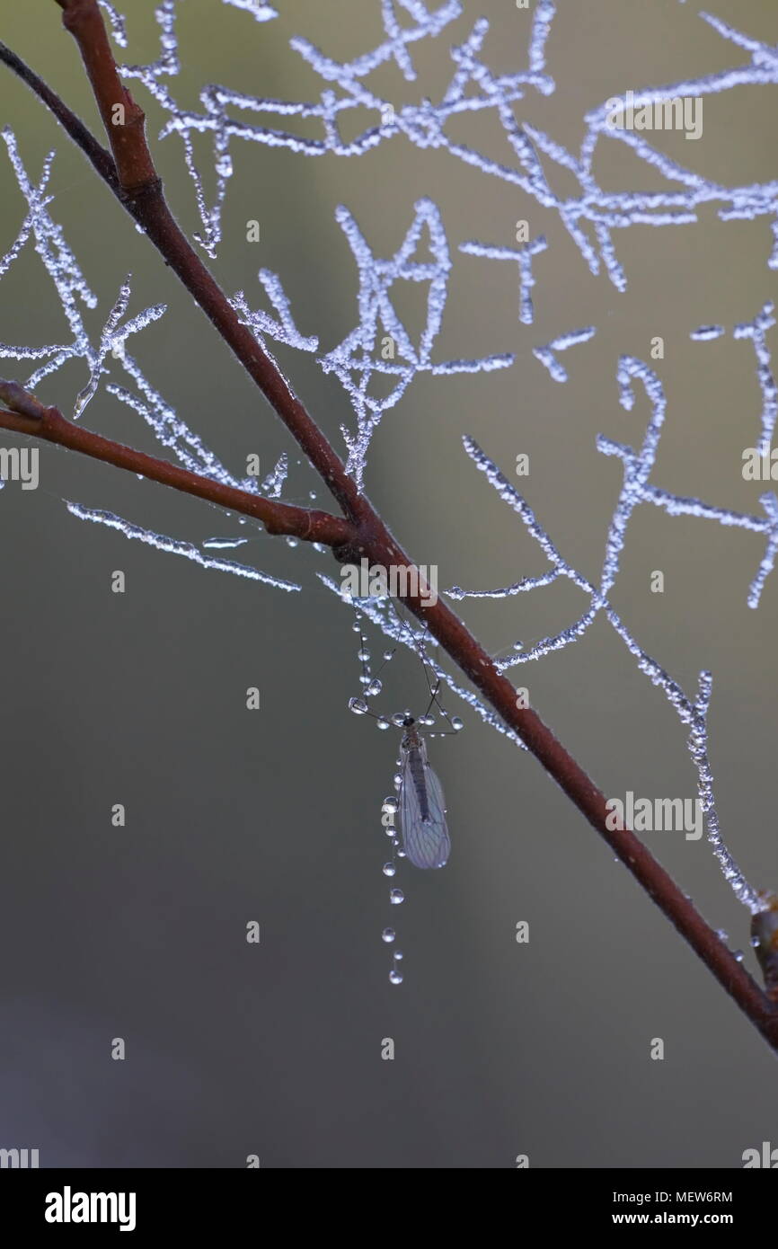 Frozen dew drops are clinging to a spider web on a cold autumn morning. Stock Photo