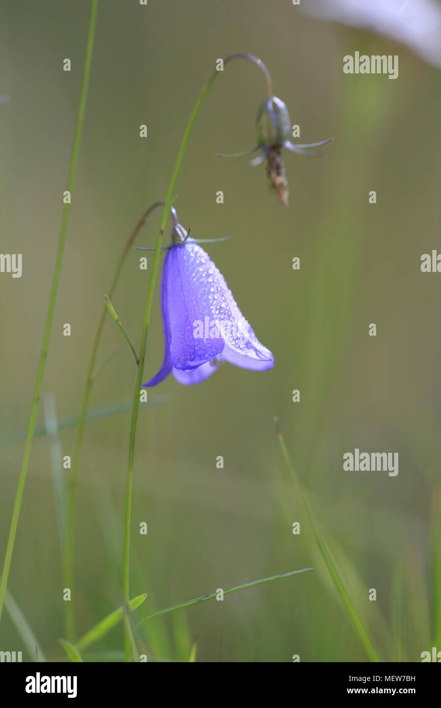 A harebell blossom is covered with dew drops. Campanula rotundifolia. Stock Photo