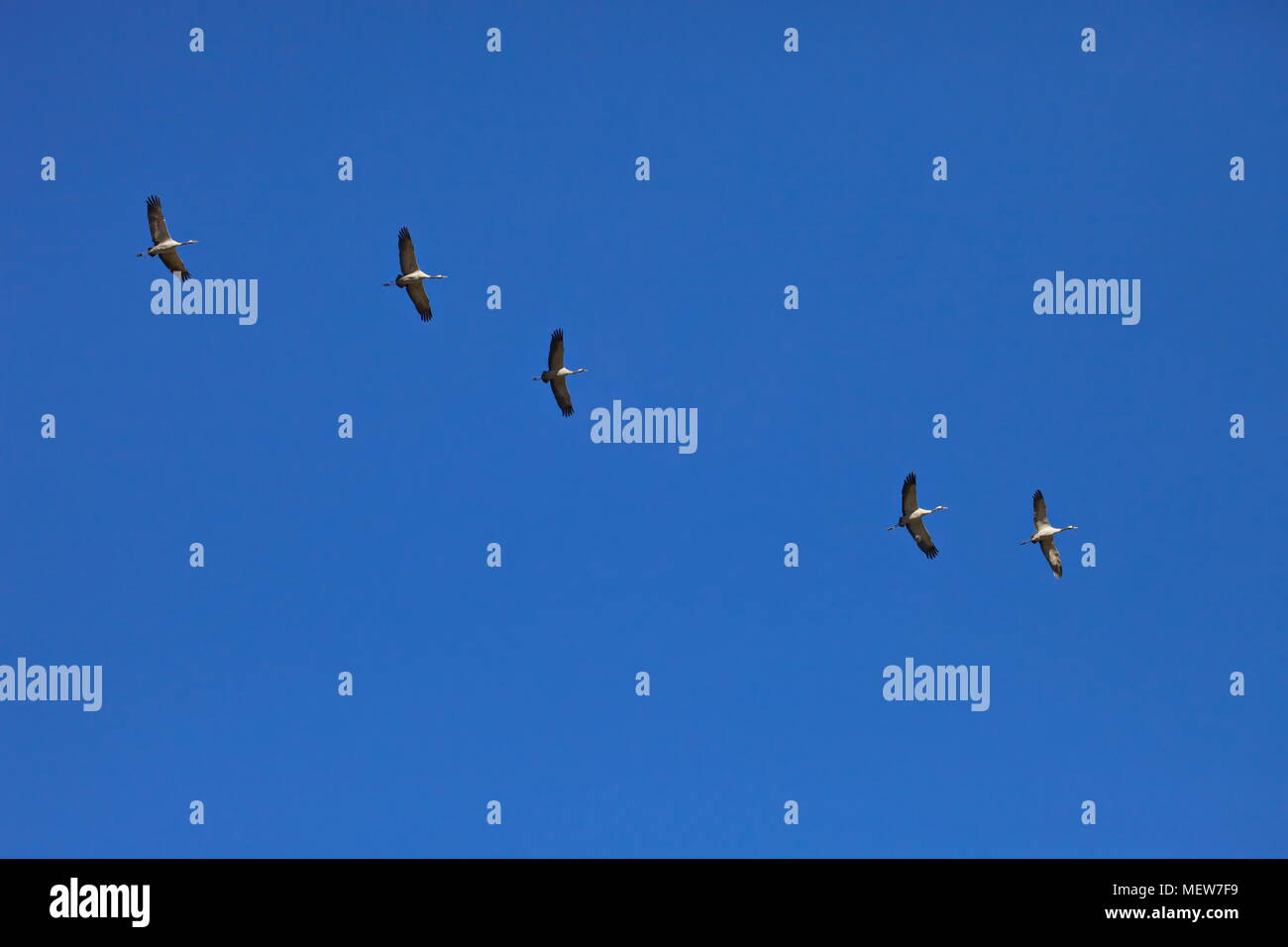 Common cranes (Grus grus) are soaring through the sky on a sunny day in spring. Stock Photo
