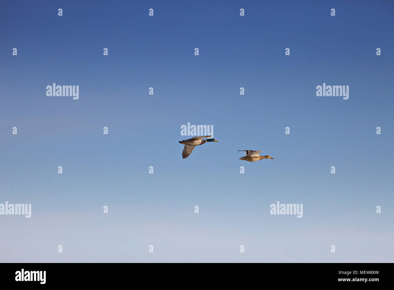 A mallard duck couple (Anas platyrhynchos) if flying through the blue spring sky. Stock Photo