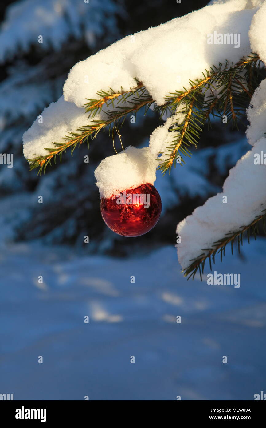 A red Christmas ball is hanging from a snow covered fir tree Stock ...