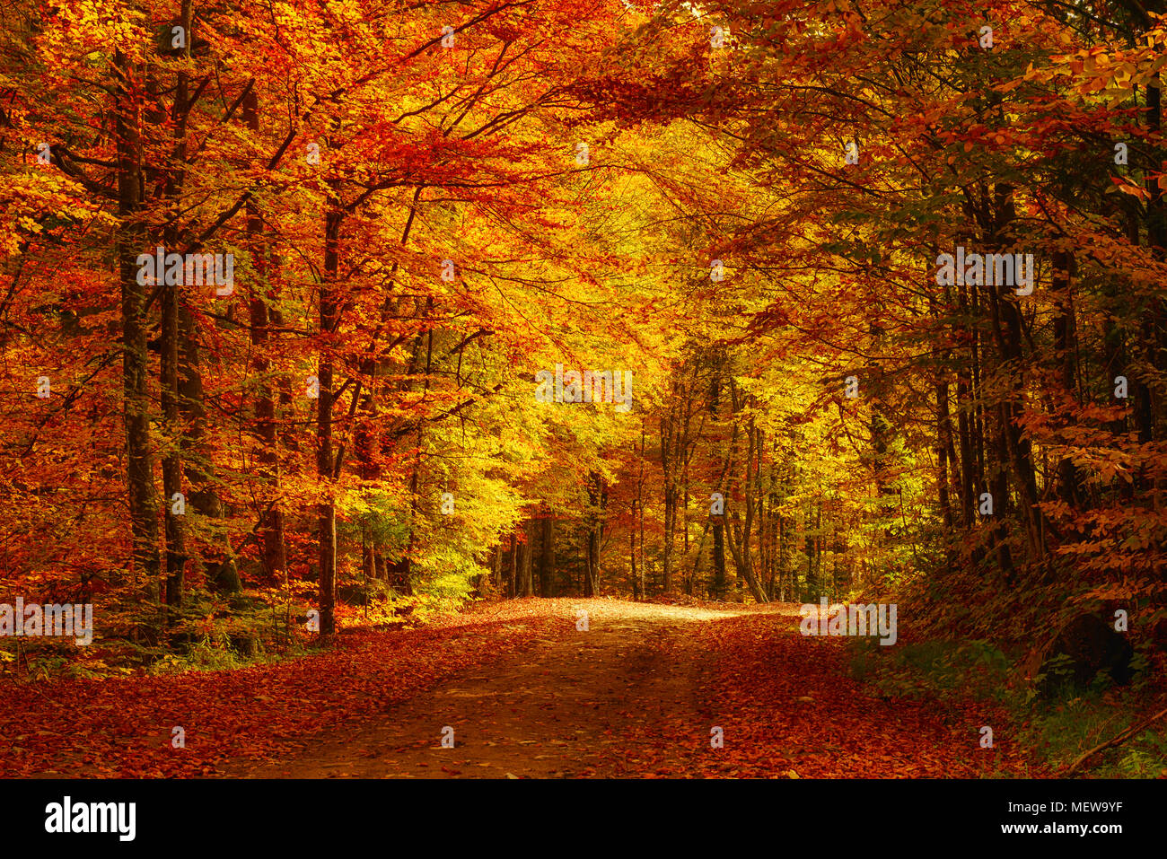 Beautiful autumn landscape Stock Photo - Alamy