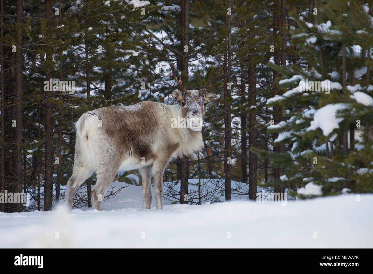 A reindeer is standing in a snow-covered softwood forest in Swedish Lapland, looking at the camera. Stock Photo