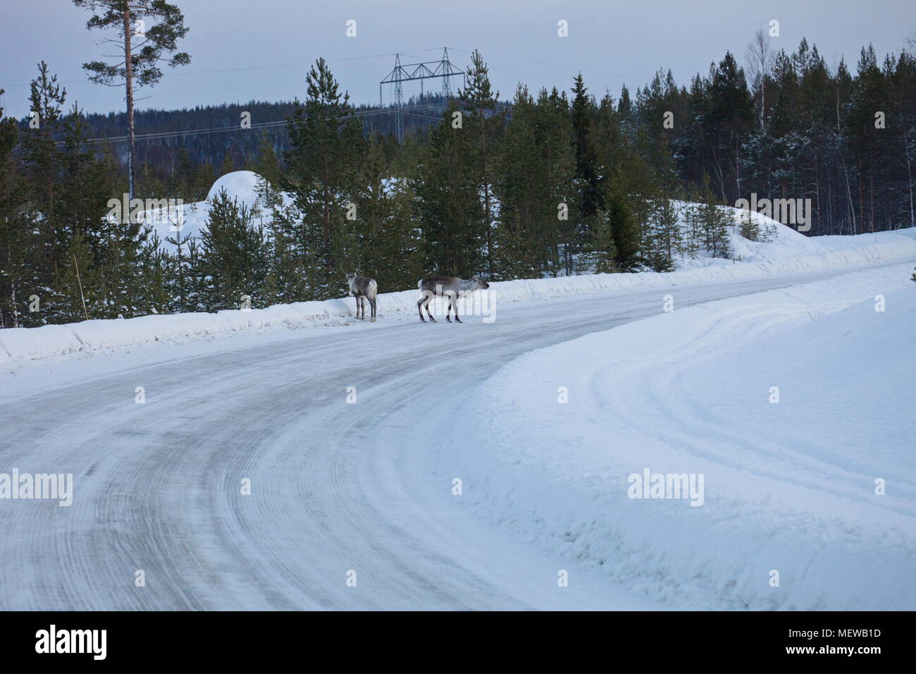 Reindeer are crossing a snow-covered country.lane in Swedish Lapland Stock Photo