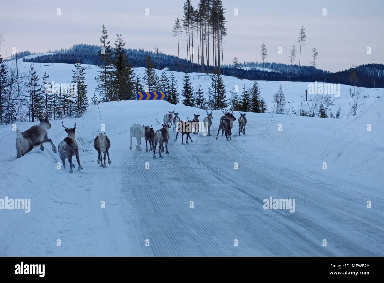 Reindeer are crossing a snow-covered country.lane in Swedish Lapland Stock Photo