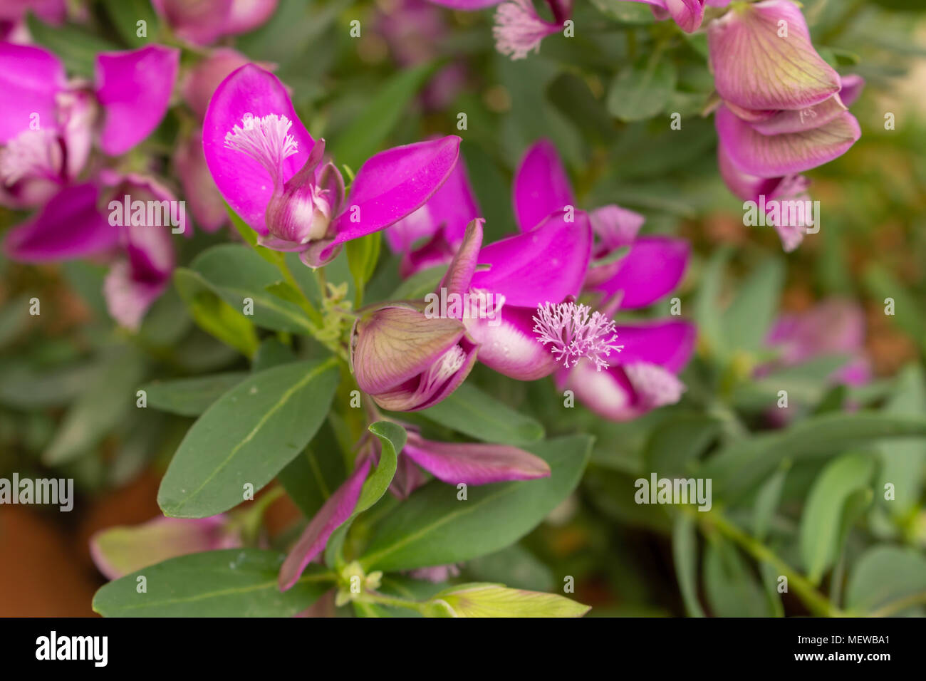 Polygala myrtifolia flower, Myrtle-leaf milkwort, evergreen South ...