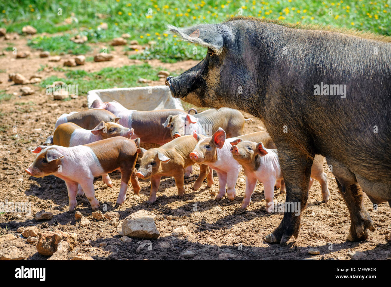 Spanish iberico sow pig with young piglets. Iberico pigs are used to