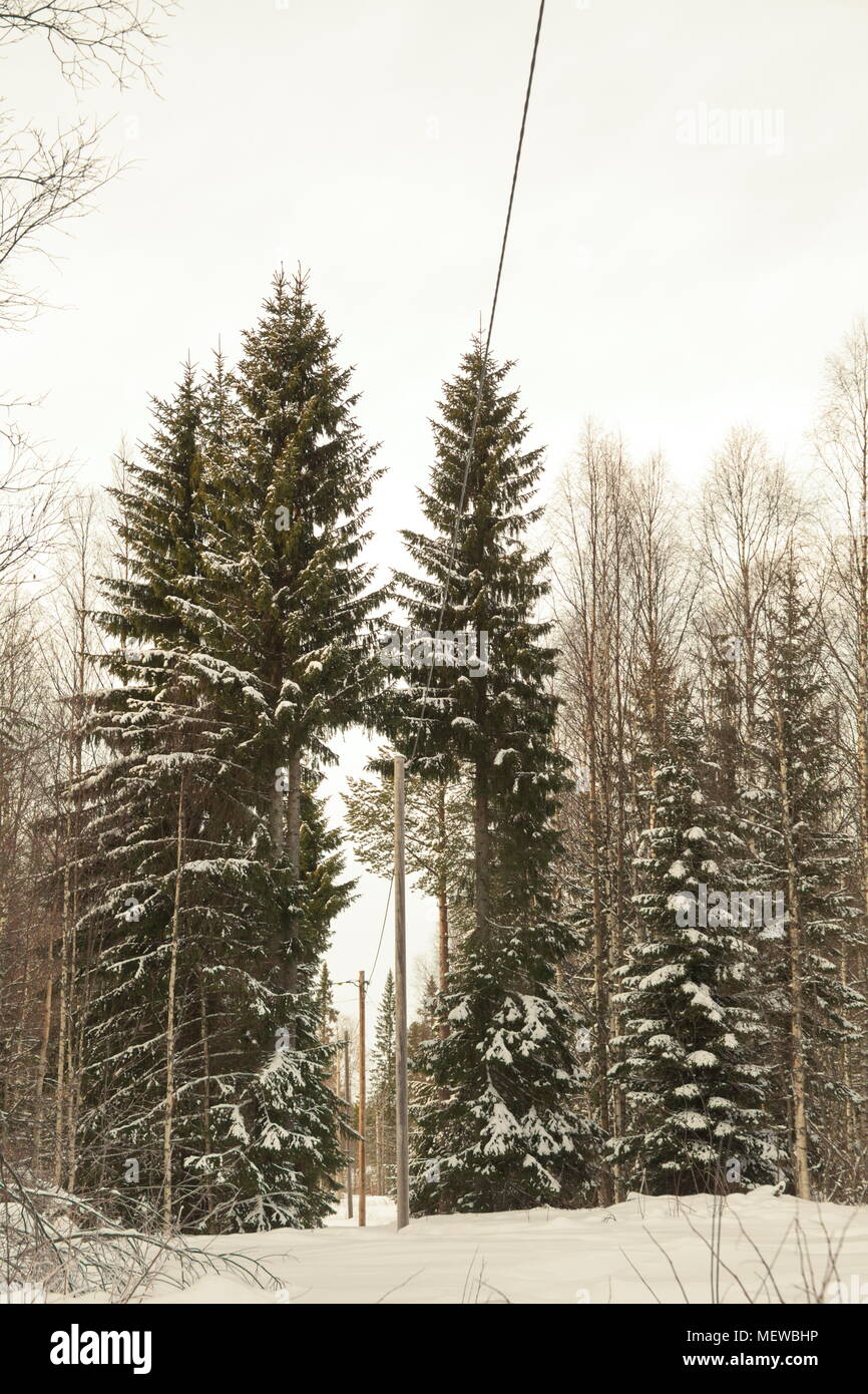 An overhead power line is cutting through a forest Stock Photo