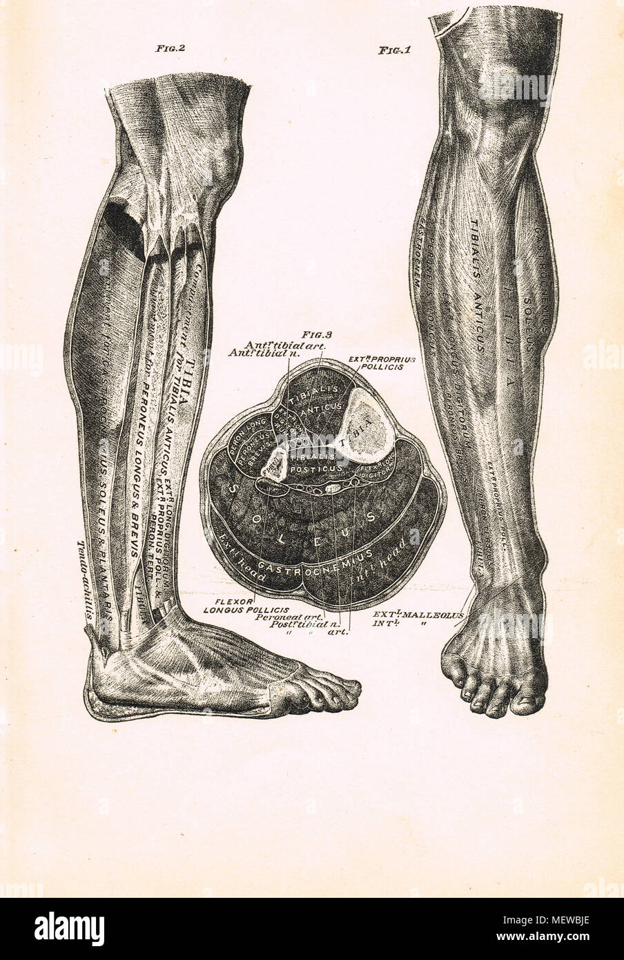 Human leg, 19th Century illustration Stock Photo