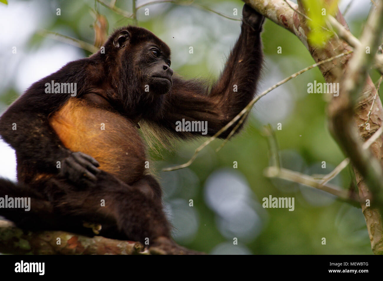 A female Golden Mantled Howler Monkey (Alouatta palliata palliata) shows it's colorful flank. Stock Photo
