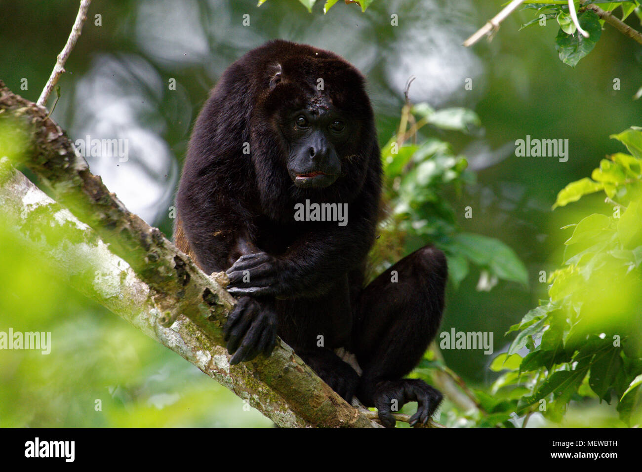 A male Golden Mantled Howler Monkey (Alouatta palliata palliata) is sitting on a branch and looks into the camera. Stock Photo